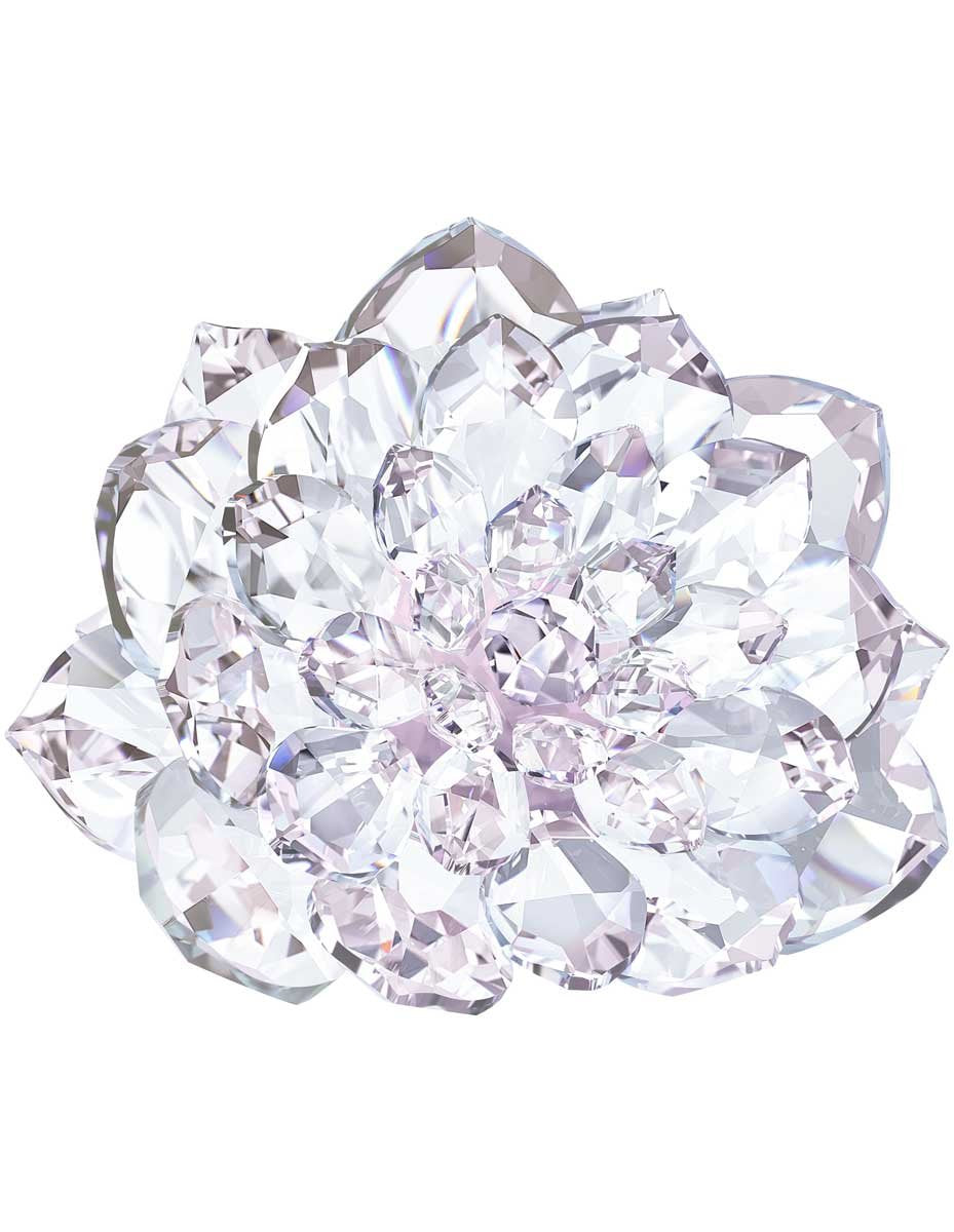 DAHLIA 5129463