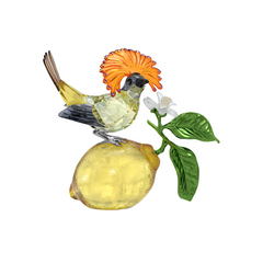 5651811 IDYLLIA :ROYAL FLYCATCHER