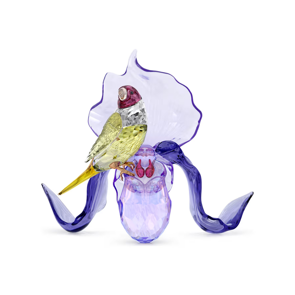 5675211 IDYLLIA: GOULDIAN FINCH AND ORCHID