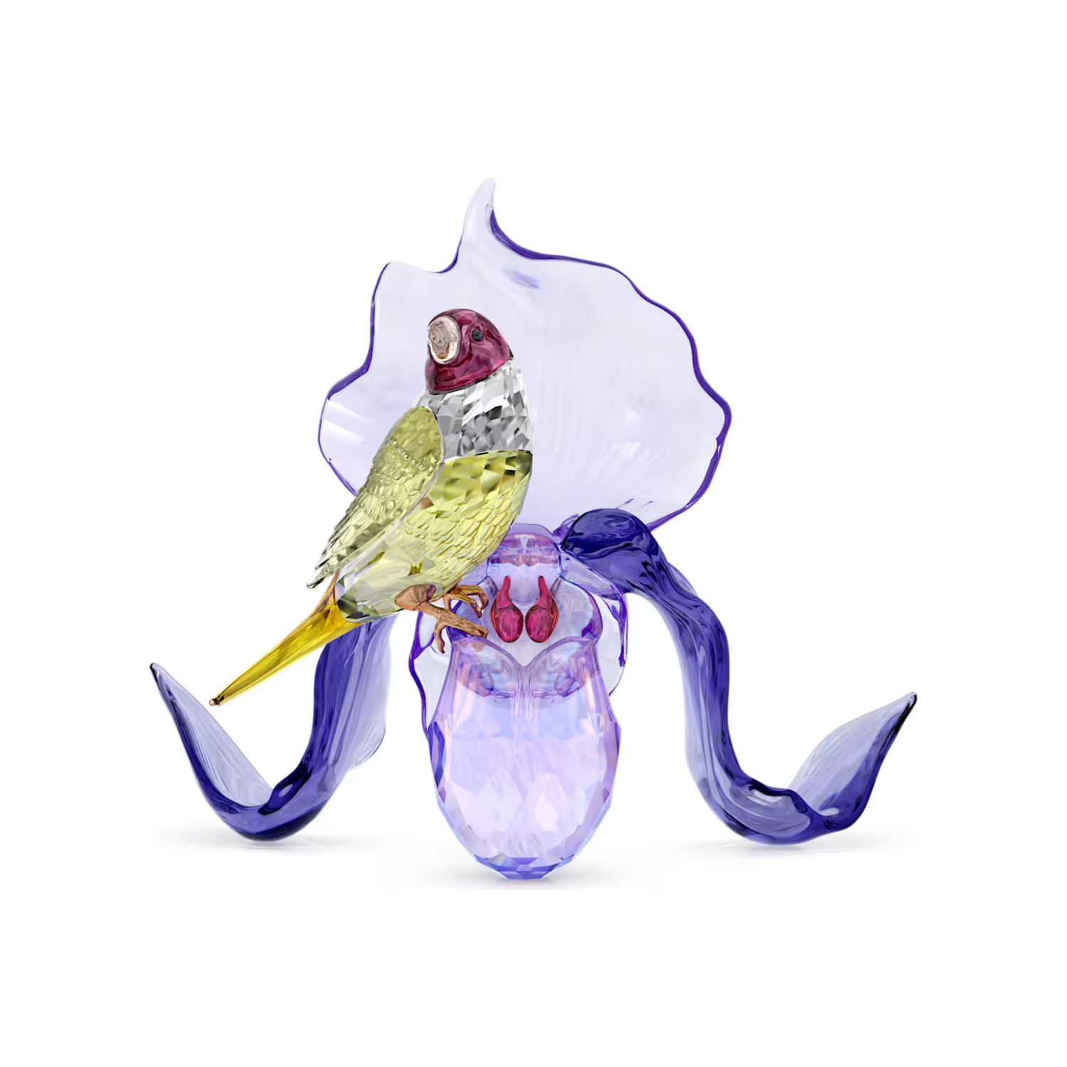 5675211 IDYLLIA: GOULDIAN FINCH AND ORCHID