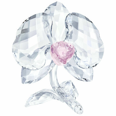 ORCHID 5301562