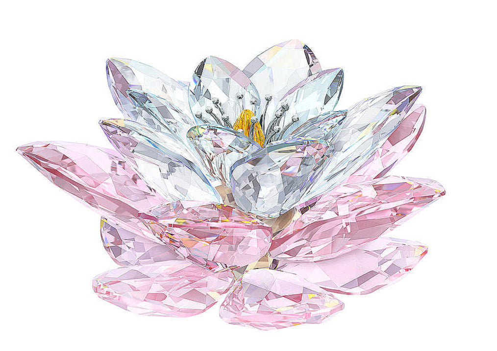 WATERLILY, ROSALINE 1141674