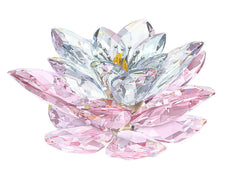 WATERLILY, ROSALINE 1141674